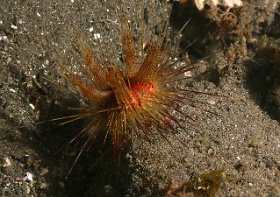Komodo 2016 - Radiant sea urchin - Oursin rouge - Astropyga radiata - IMG_6618_rc